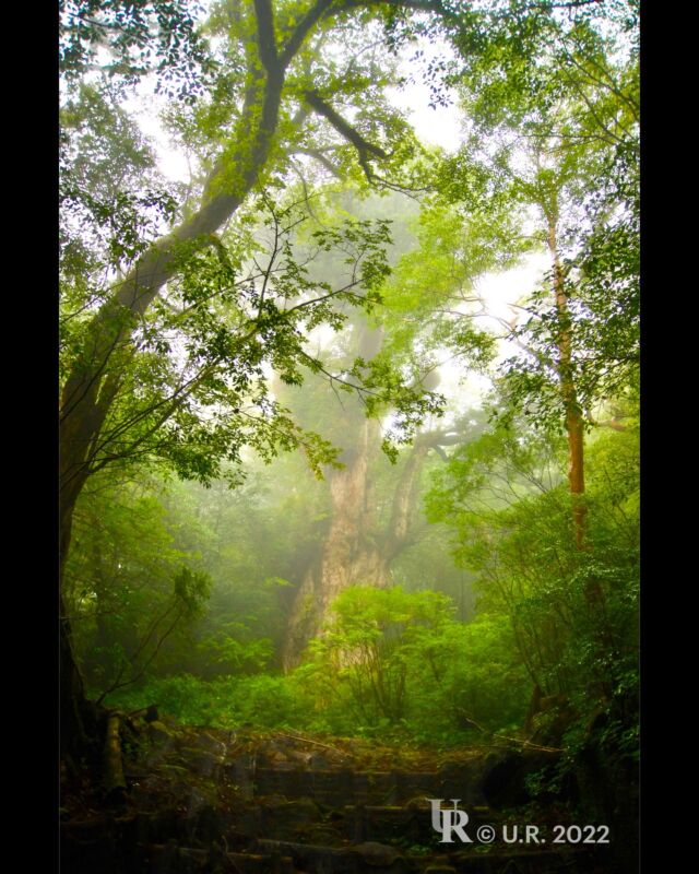 Jomon Sugi cedar (Japan's thickest cedar (16.4m in circumference), over 2000 years old)