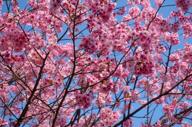 Sakura (Cherry blossoms)
