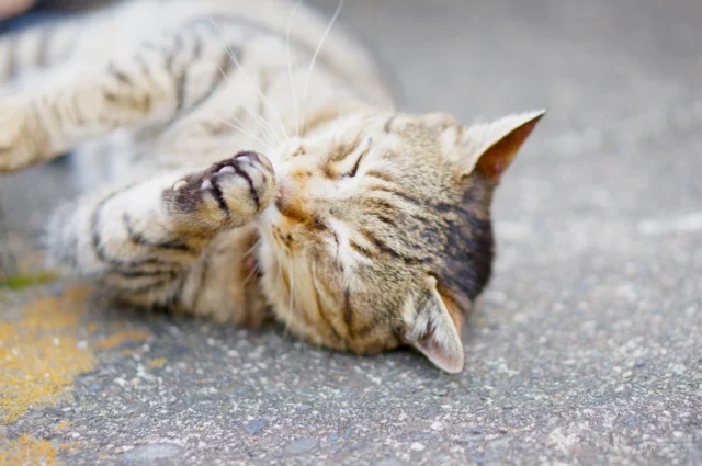 A cat grooming