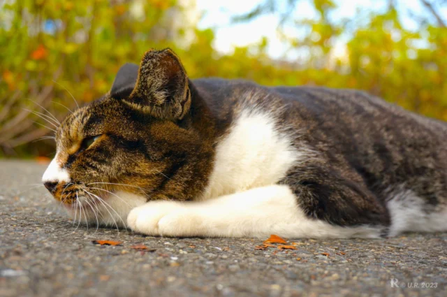 A street cat