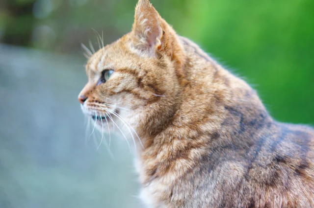 A street cat